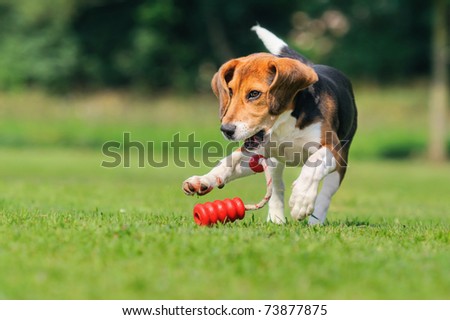 Happy beagle puppy dog plays with a ball