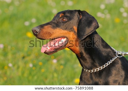 young black doberman dog  woman on the green grass portrait Dobermann
