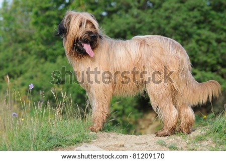 Berger De Brie Briard Stock Photo 81209170 : Shutterstock