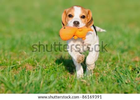 cute Beagle puppy 3 months running happy over the meadow