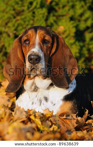 English Basset Hound In Autumn Hunting Dog For Small Game Origin Race ...