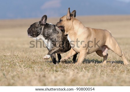 young French Bulldog puppy 11 months playing and fighting