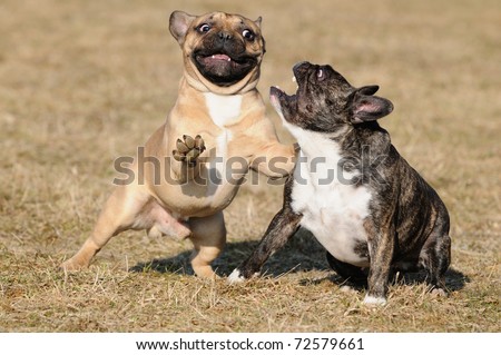 Similar – Image, Stock Photo two French bulldogs going downstairs on walk