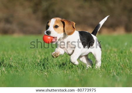 Similar – Image, Stock Photo Bring the ball Dog Pet