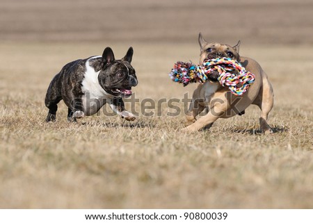 Similar – Image, Stock Photo two French bulldogs going downstairs on walk