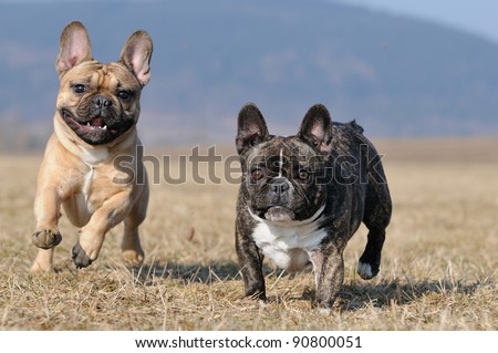 Image, Stock Photo two French bulldogs going downstairs on walk