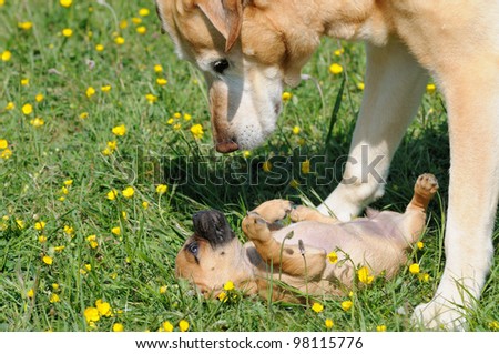 Rassmo-Dog little pug dog puppy 3 months in the meadow- designer-dog - with Jack Russel Terrier Mops Mix mit Jack Russel Terrier with Labrador Retriever bodytalking