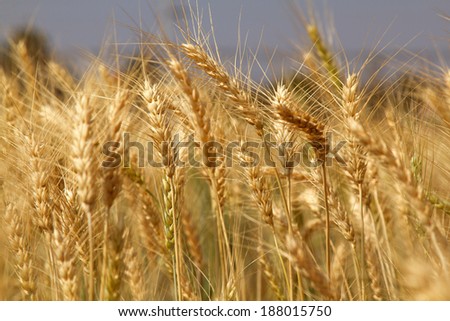 Yellow grain wheat growing in farm field