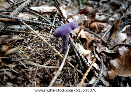 Muschroom in Polish forest. Magic Mushroom. Purple Mushroom. Zdjęcia stock © 