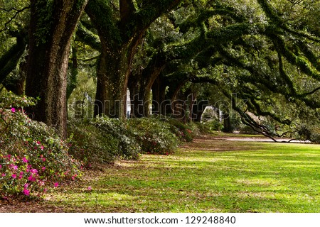 Line of ancient oak trees in park setting