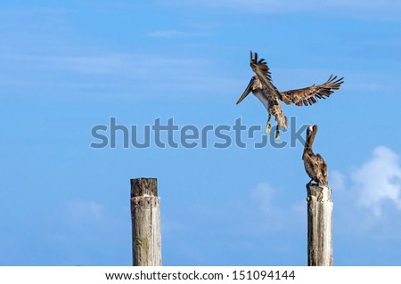 Pelican in flight, about to land on post to rest