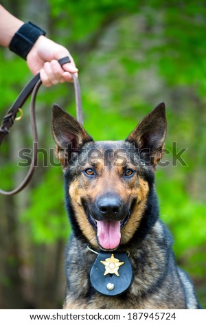 Portrait of working police dog on leash held by handler