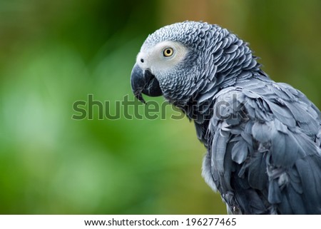 Portrait of African Gray Parrot