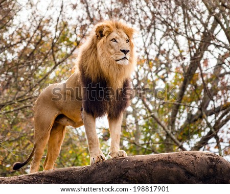 Male lion looking out atop rocky outcrop
