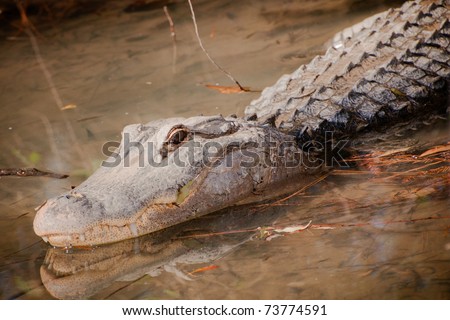 Alligator in swamp.