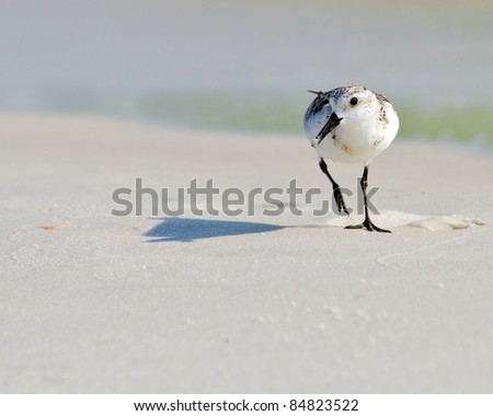 Sandpiper searching for food on Florida coast.