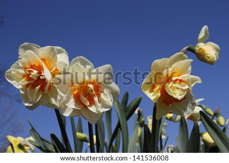 Soft yellow and orange daffodils against a bright deep blue sky on a sunny day