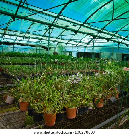 plant green house garden orchid flower nursery
