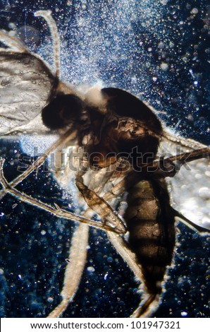 science microscopy micrograph tiny animal insect
