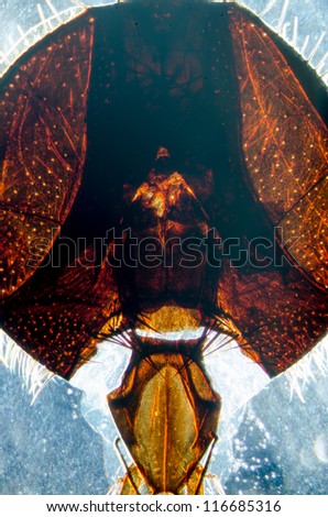 education science microscopy micrograph animal insect fly head