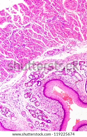 medical science stratified squamous epithelium tissue cell micrograph