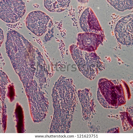 science physiology micrograph of rat testis tissue, phase contrast microscope mode