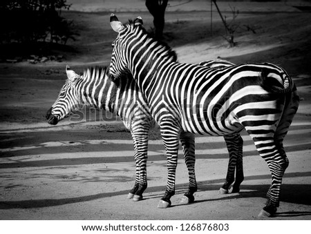 zebra couple black and white