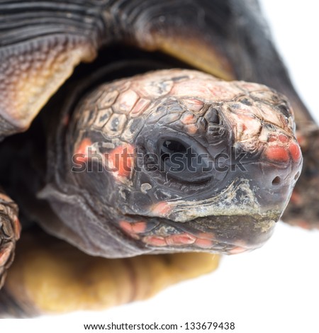 Cherry head red foot tortoise, Geochelone carbonaria, isolated on white.