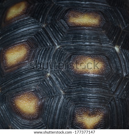 animal turtle shell pattern texture
