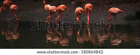 wildlife animal bird, flamingos activity.
