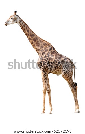 animal giraffe