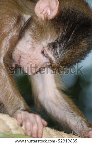 animal monkey sad portrait