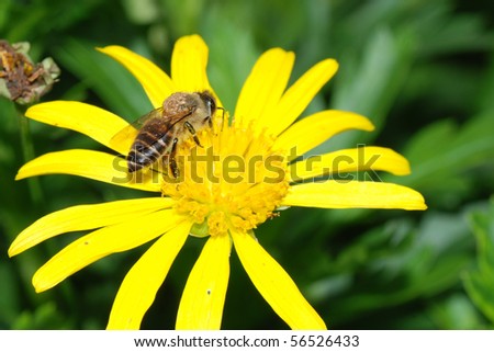 summer insect bee on flower