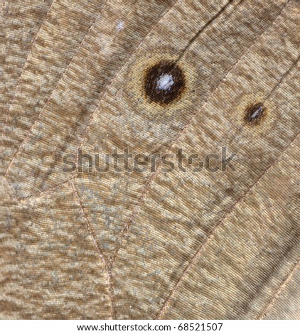 wood nymph butterfly wing detail texture background