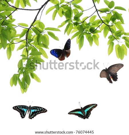 butterfly flying green leaf nature background