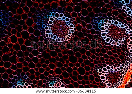 biology science background plant root cell microscopic section