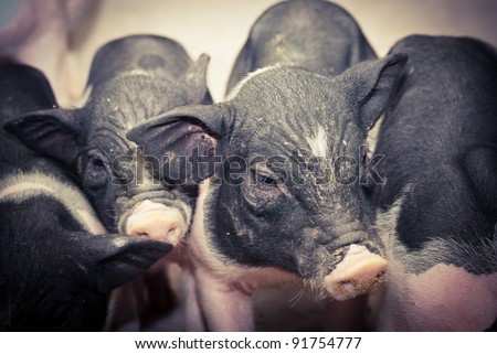 farm animal pig baby pet