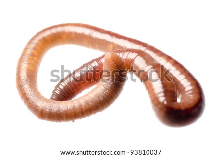 animal earth worm isolated on white