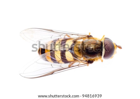 insect fly hover fly isolated on white