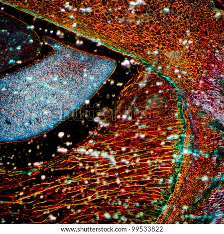 microscopy micrograph plant tissue, corn embryo