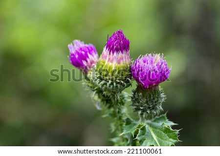 the  thistle flowers isolated on the blue background.