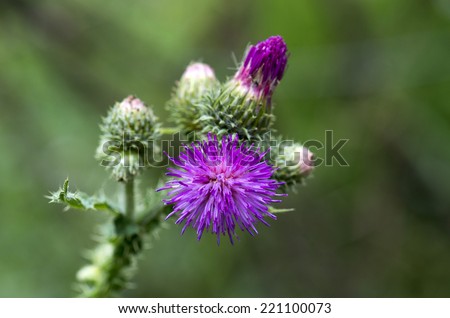 the  thistle flowers isolated on the blue background.