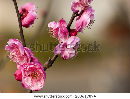 the beautiful cut flowers of Plum Blossom  in the spring wind.