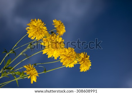 the colorful Chrysanthemum opening on blue sky  background.
