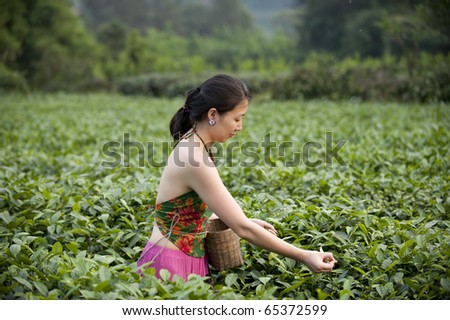a girl is picking tea leaves in the tea plantation.