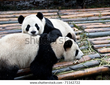 Giant panda is playing game.