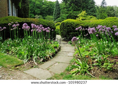 Garden path passing between hedgerows in an english garden with Alium flowers