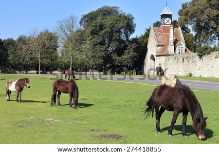 New Forest Ponies grazing by the roadside