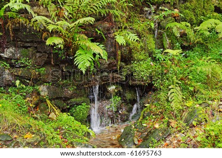 A cascade of water passing over a Fern and Lichen covered stone wall