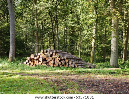 Dappled Sunshine in an English Forest with pile of cut timber